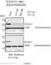 Fig. 26 - Staufen1 agents and associated methods