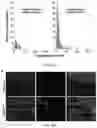 Fig. 27 - Staufen1 agents and associated methods