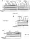 Fig. 28 - Staufen1 agents and associated methods