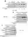 Fig. 29 - Staufen1 agents and associated methods