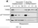 Fig. 33 - Staufen1 agents and associated methods