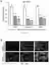 Fig. 37 - Staufen1 agents and associated methods