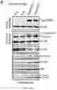 Fig. 40 - Staufen1 agents and associated methods