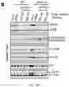 Fig. 41 - Staufen1 agents and associated methods