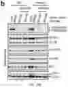 Fig. 42 - Staufen1 agents and associated methods