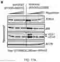 Fig. 47 - Staufen1 agents and associated methods