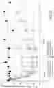 Fig. 52 - COMPLEMENT COMPONENT C5 iRNA COMPOSITIONS AND METHODS OF USE THEREOF