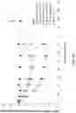Fig. 54 - COMPLEMENT COMPONENT C5 iRNA COMPOSITIONS AND METHODS OF USE THEREOF