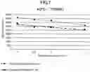 Fig. 05 - Alginate liquid preparation
