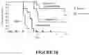 Fig. 18 - Combination Therapy for Treating Proliferative Diseases
