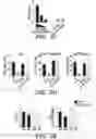 Fig. 15 - METHODS AND COMPOSITIONS OF TREATING AUTOIMMUNE DISEASES