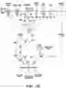 Fig. 24 - METHODS AND COMPOSITIONS OF TREATING AUTOIMMUNE DISEASES