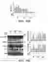 Fig. 33 - METHODS AND COMPOSITIONS OF TREATING AUTOIMMUNE DISEASES