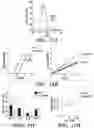 Fig. 35 - METHODS AND COMPOSITIONS OF TREATING AUTOIMMUNE DISEASES