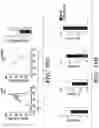 Fig. 38 - METHODS AND COMPOSITIONS OF TREATING AUTOIMMUNE DISEASES
