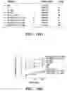 Fig. 42 - METHODS AND COMPOSITIONS OF TREATING AUTOIMMUNE DISEASES