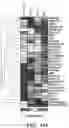 Fig. 47 - METHODS AND COMPOSITIONS OF TREATING AUTOIMMUNE DISEASES