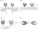 Fig. 02 - FLT3L-based chimeric proteins