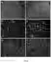 Fig. 10 - Immunocompatible amniotic membrane products
