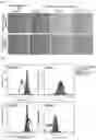 Fig. 05 - ROR1-POSITIVE MESENCHYMAL STEM CELL-CONTAINING PHARMACEUTICAL COMPOSITION FOR PREVENTING OR TREATING DISEASE ASSOCIATED WITH FIBROSIS, METHOD FOR PREPARING SAME, AND METHOD FOR PREVENTING OR TREATING DISEASE ASSOCIATED WITH FIBROSIS USING ROR1-POSITIVE MESENCHYMAL STEM CELLS