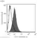 Fig. 06 - ROR1-POSITIVE MESENCHYMAL STEM CELL-CONTAINING PHARMACEUTICAL COMPOSITION FOR PREVENTING OR TREATING DISEASE ASSOCIATED WITH FIBROSIS, METHOD FOR PREPARING SAME, AND METHOD FOR PREVENTING OR TREATING DISEASE ASSOCIATED WITH FIBROSIS USING ROR1-POSITIVE MESENCHYMAL STEM CELLS