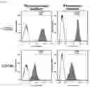 Fig. 10 - ROR1-POSITIVE MESENCHYMAL STEM CELL-CONTAINING PHARMACEUTICAL COMPOSITION FOR PREVENTING OR TREATING DISEASE ASSOCIATED WITH FIBROSIS, METHOD FOR PREPARING SAME, AND METHOD FOR PREVENTING OR TREATING DISEASE ASSOCIATED WITH FIBROSIS USING ROR1-POSITIVE MESENCHYMAL STEM CELLS