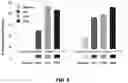 Fig. 08 - Dengue vaccine unit dose and administration thereof