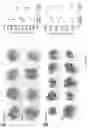 Fig. 08 - Cancer immunotherapy using virus particles