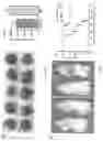 Fig. 09 - Cancer immunotherapy using virus particles