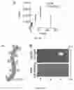 Fig. 25 - Cancer immunotherapy using virus particles