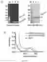 Fig. 26 - Cancer immunotherapy using virus particles