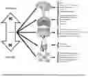 Fig. 03 - Anti-inflammatory botanical extract