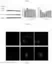 Fig. 06 - Low toxic tripterygium neoglycosides, preparation method and application thereof