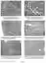 Fig. 09 - Low toxic tripterygium neoglycosides, preparation method and application thereof