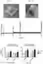 Fig. 02 - Collagen hydrolysates as a beneficial prebiotic and their effect on joint inflammation and osteoarthritis