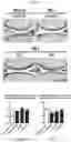 Fig. 03 - Collagen hydrolysates as a beneficial prebiotic and their effect on joint inflammation and osteoarthritis
