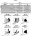 Fig. 04 - Collagen hydrolysates as a beneficial prebiotic and their effect on joint inflammation and osteoarthritis