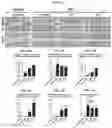 Fig. 05 - Collagen hydrolysates as a beneficial prebiotic and their effect on joint inflammation and osteoarthritis
