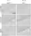 Fig. 06 - Collagen hydrolysates as a beneficial prebiotic and their effect on joint inflammation and osteoarthritis