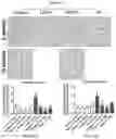 Fig. 19 - Collagen hydrolysates as a beneficial prebiotic and their effect on joint inflammation and osteoarthritis