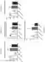 Fig. 26 - Collagen hydrolysates as a beneficial prebiotic and their effect on joint inflammation and osteoarthritis