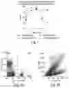 Fig. 02 - COMPETITIVE INHIBITORS OF INVARIANT CHAIN EXPRESSION AND/OR ECTOPIC CLIP BINDING