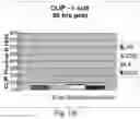 Fig. 21 - COMPETITIVE INHIBITORS OF INVARIANT CHAIN EXPRESSION AND/OR ECTOPIC CLIP BINDING