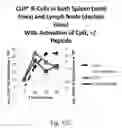 Fig. 26 - COMPETITIVE INHIBITORS OF INVARIANT CHAIN EXPRESSION AND/OR ECTOPIC CLIP BINDING