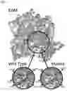 Fig. 10 - PLANT-EXPRESSED COCAINE HYDROLASE VARIANTS OF BUTYRYLCHOLINESTERASE AND METHODS OF REDUCING COCAINE-PRIMED REINSTATEMENT