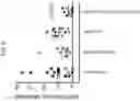 Fig. 09 - Combination immunotherapy compositions against cancer and methods