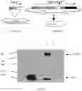 Fig. 02 - Compositions and methods comprising KLK3 or FOLH1 antigen