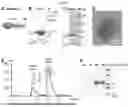 Fig. 02 - Norovirus S particle based vaccines and methods of making and using same