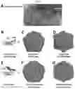 Fig. 05 - Norovirus S particle based vaccines and methods of making and using same