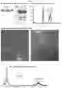 Fig. 06 - Norovirus S particle based vaccines and methods of making and using same